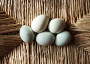 Cholesterinarme grüne Eier von spezieller Hühnerrasse